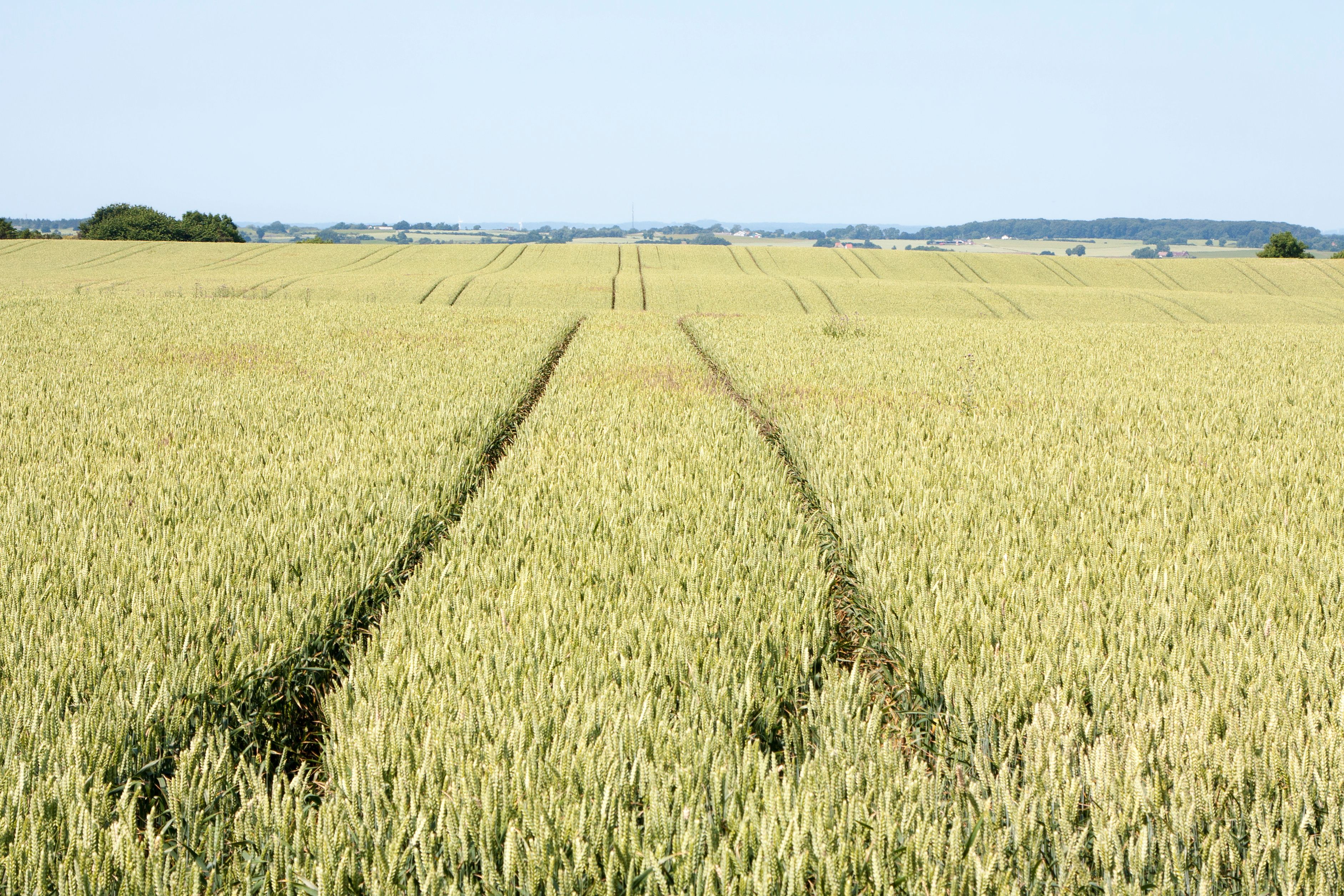 Weitflächiges Getreidefeld auf Møn mit strukturiertem Anbau, typisch für die ländliche Agrarlandschaft der Insel.