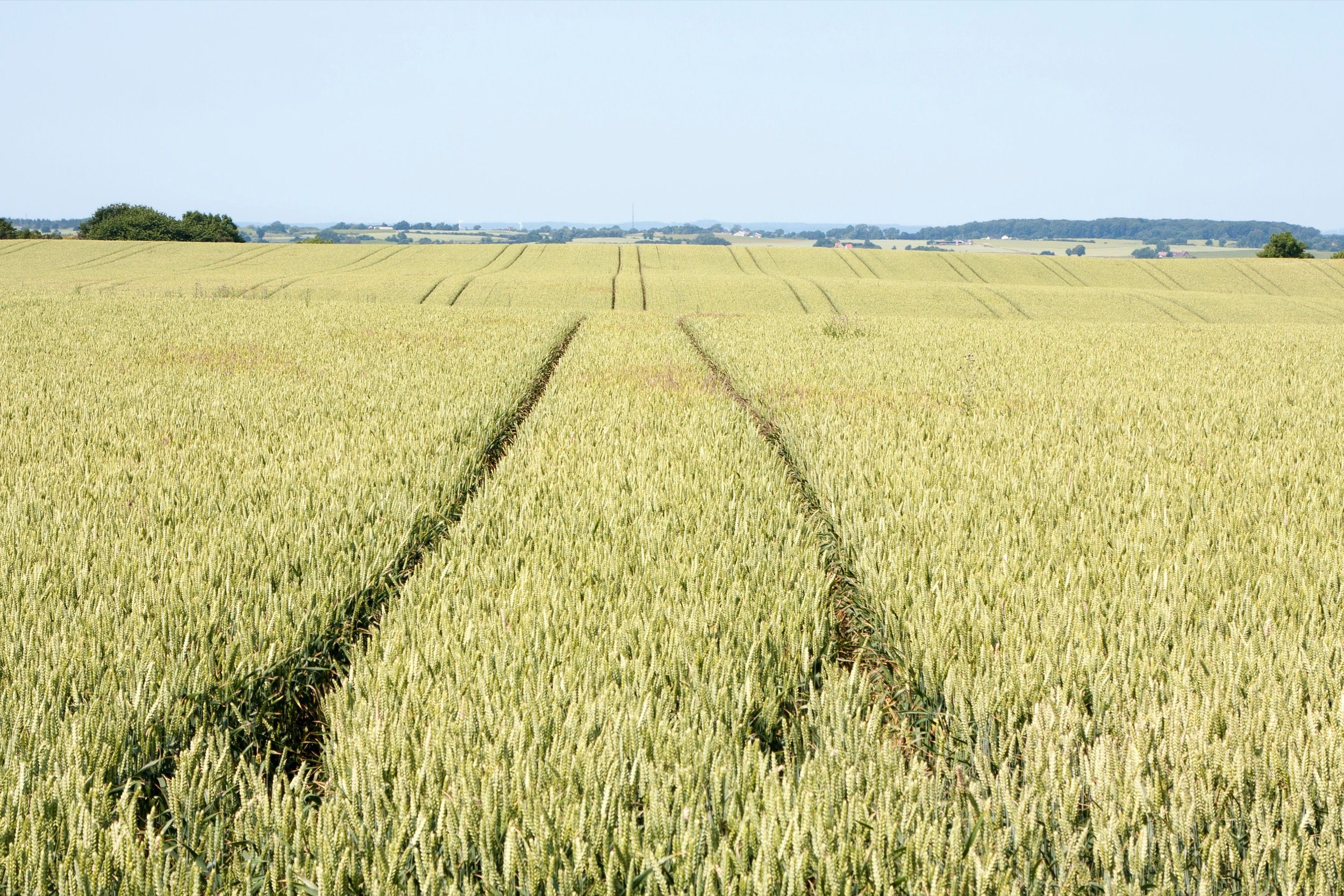 Weitflächiges Getreidefeld auf Møn mit strukturiertem Anbau, typisch für die ländliche Agrarlandschaft der Insel.