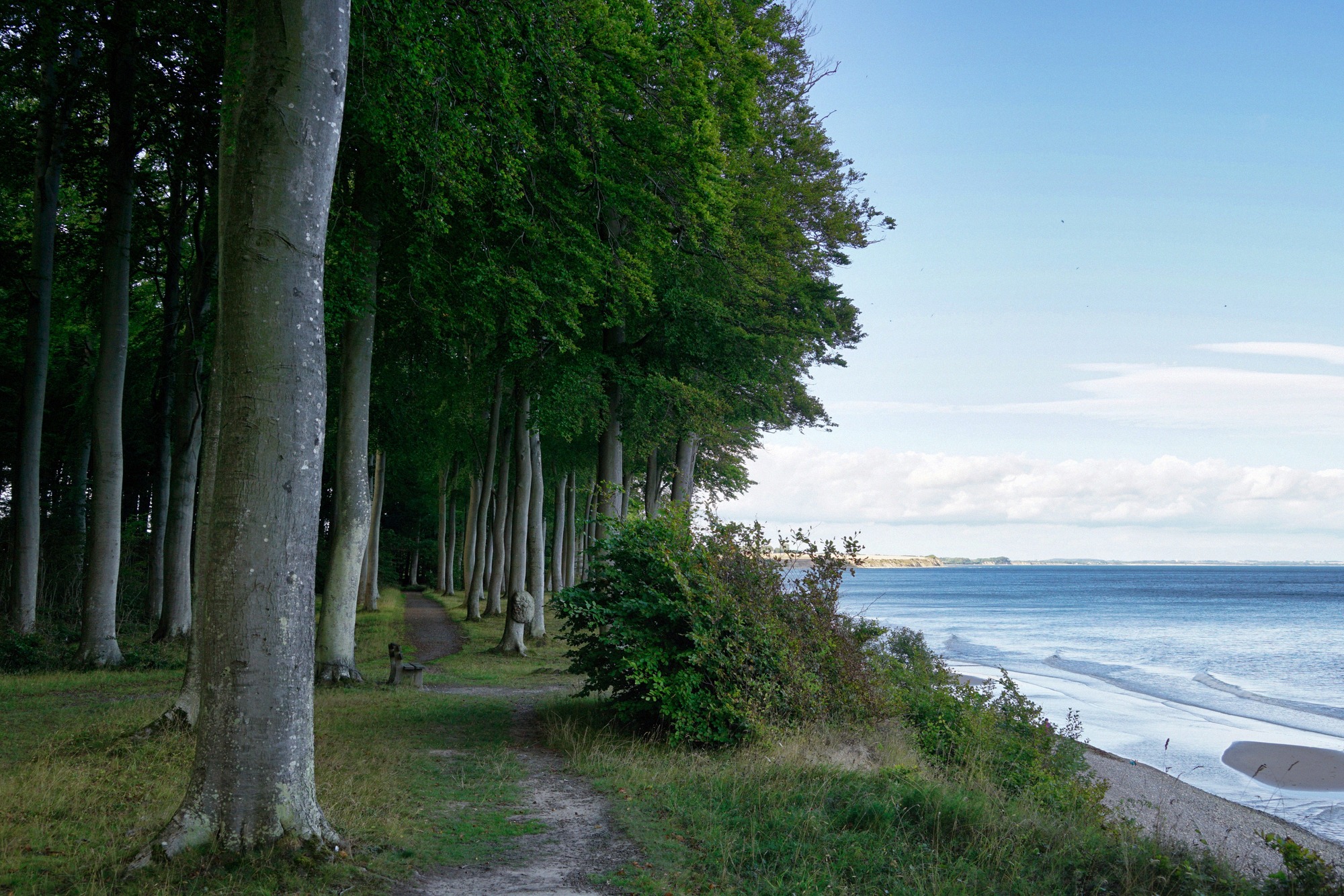Path through the Faneskov beech forest on Møn's coast, with impressive old trees and a view over the Baltic Sea.