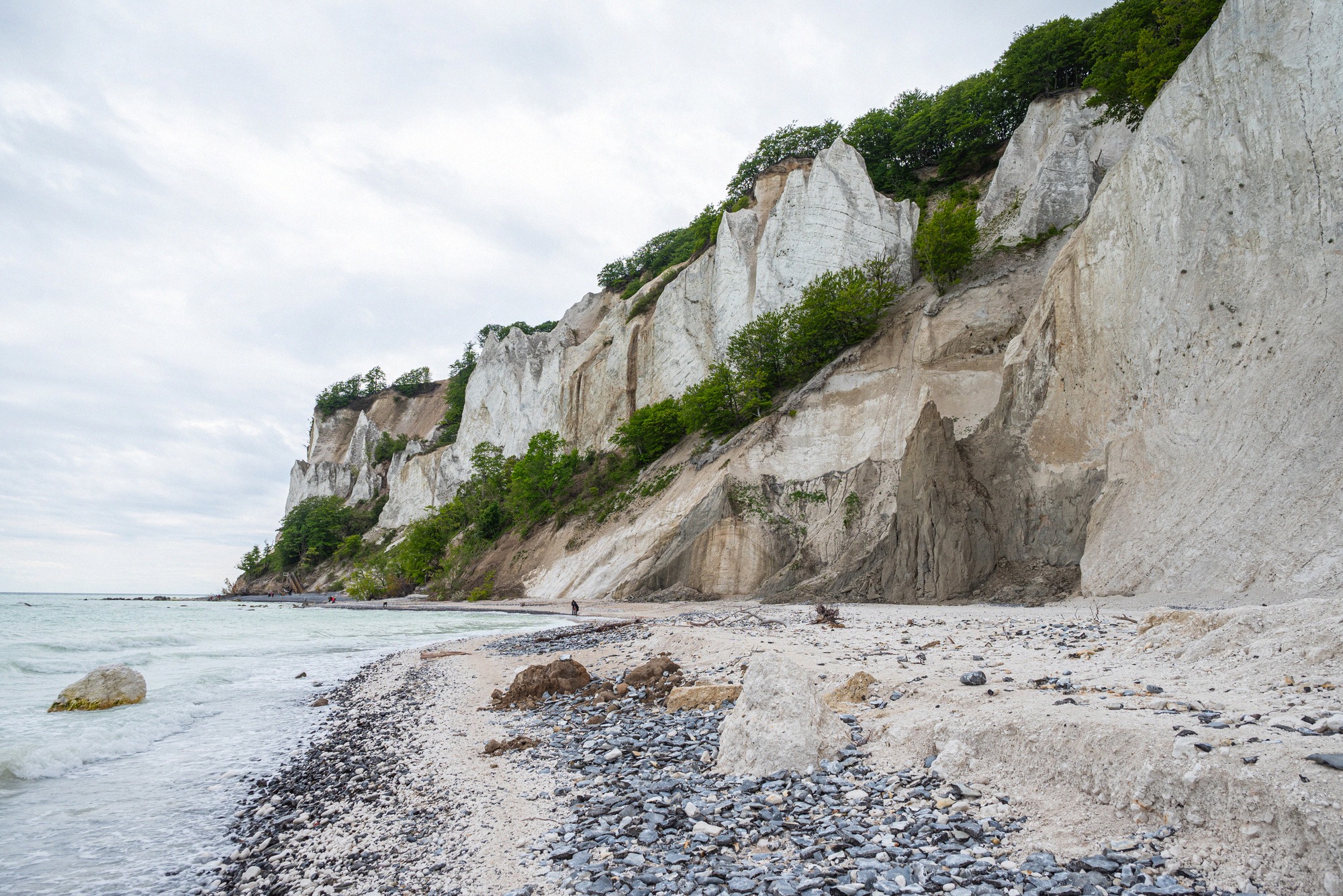 View from the shingle beach of the white chalk cliffs with beeches along the cliff edge